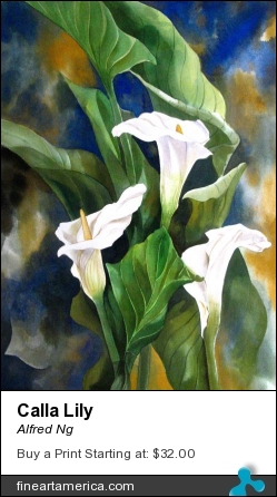 Calla Lily by Alfred Ng - Painting - Watercolor