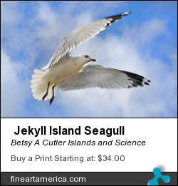 Jekyll Island Seagull by Betsy A Cutler East Coast Barrier Islands - Photograph - Fine Art Photography