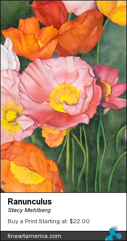 Ranunculus by Stacy Mehlberg - Painting - Watercolor