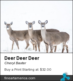 Deer Deer Deer by Cheryl Baxter - Photograph - Photography