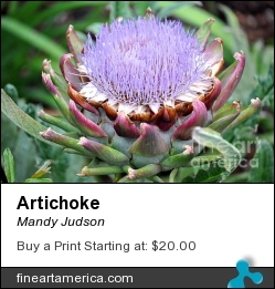 Artichoke by Mandy Judson - Photograph - Photograph