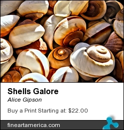 Shells Galore by Alice Gipson - Photograph - Photograph