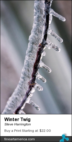 Winter Twig by Steve Harrington - Photograph - Photography