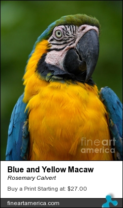 Blue And Yellow Macaw by Rosemary Calvert - Photograph - Photography