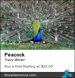 Peacock by Tracy Winter - Photograph - Photography, Digital Art