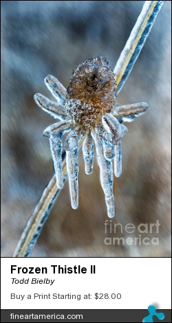 Frozen Thistle II by Todd Bielby - Photograph - Photography
