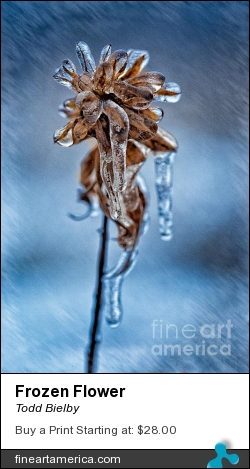 Frozen Flower by Todd Bielby - Photograph - Photography