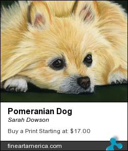 Pomeranian Dog by Sarah Dowson - Painting - Pastel