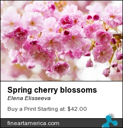 Spring Cherry Blossoms by Elena Elisseeva - Photograph - Photograph