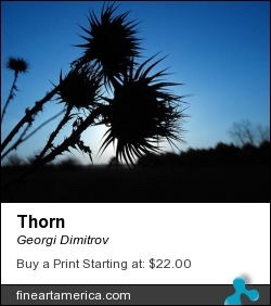 Thorn by Georgi Dimitrov - Photograph - Photography
