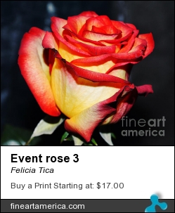 Event Rose 3 by Felicia Tica - Photograph - Photo