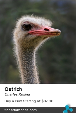 Ostrich by Charles Kosina - Photograph