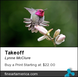 Takeoff by Lynne McClure - Photograph - Photography