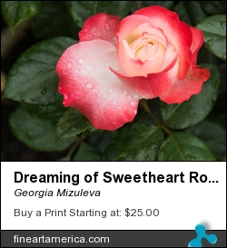 Dreaming Of Sweetheart Roses by Georgia Mizuleva - Photograph - Fine Art Photograph