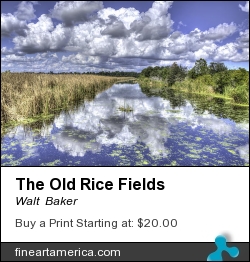 The Old Rice Fields by Walt  Baker - Photograph