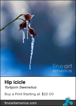 Hip Icicle by Torbjorn Swenelius - Photograph - Photography