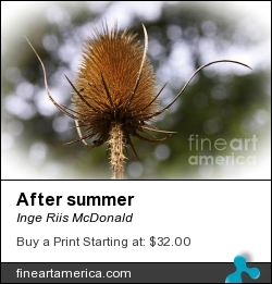 After Summer by Inge Riis McDonald - Photograph - Photography