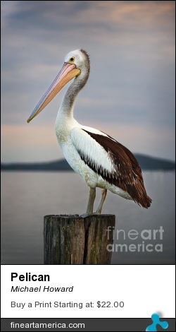 Pelican by Michael Howard - Photograph - Canvas