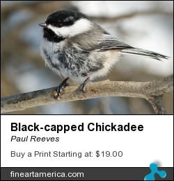 Black-capped Chickadee by Paul Reeves - Photograph