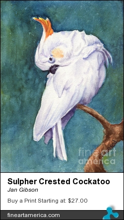Sulpher Crested Cockatoo by Jan Gibson - Painting - Varnished Watercolor On Ampersand Board