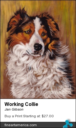 Working Collie by Jan Gibson - Painting - Pastel