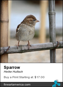 Sparrow by Heike Hultsch - Photograph - Fotografie