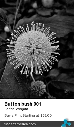 Button Bush 001 by Lance Vaughn - Photograph - Black And White
