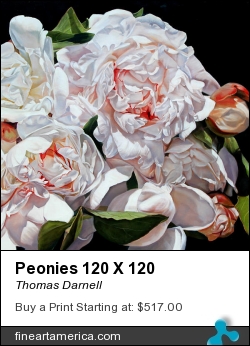 Peonies 120 X 120 by Thomas Darnell - Painting - Oil On Canvas