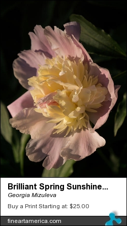 Brilliant Spring Sunshine - A Showy Pink Peony From My Garden by Georgia Mizuleva - Photograph - Fine Art Photograph