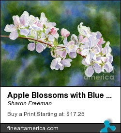 Apple Blossoms With Blue Green Background by Sharon Freeman - Painting - Watercolor On Paper