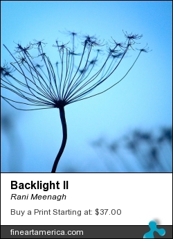 Backlight II by Rani Meenagh - Photograph - Photography