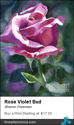 Rose Violet Bud by Sharon Freeman - Painting - Watercolor On Paper