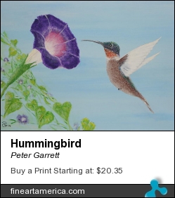 Hummingbird by Peter Garrett - Painting - Acrylic On Canvas