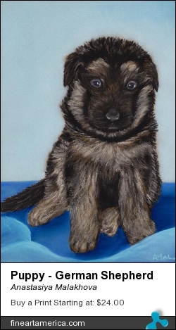 Puppy - German Shepherd by Anastasiya Malakhova - pastels on paper