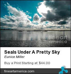 Seals Under A Pretty Sky by Eunice Miller - Photograph - Photography
