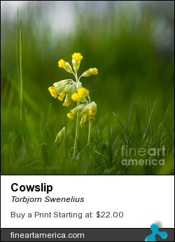 Cowslip by Torbjorn Swenelius - Photograph - Photography