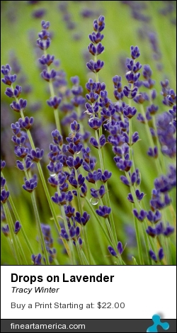 Drops On Lavender by Tracy Winter - Photograph - Photography;digital Art