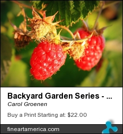 Backyard Garden Series - Two Ripe Raspberries by Carol Groenen - Photograph - Photography