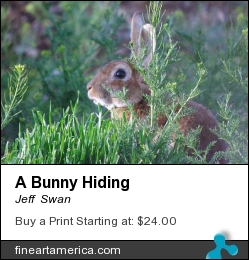 A Bunny Hiding by Jeff  Swan - Photograph - Photgraphy