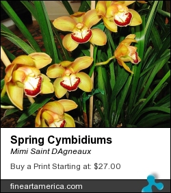 Spring Cymbidiums by Mimi Saint DAgneaux - Photograph - Photograph