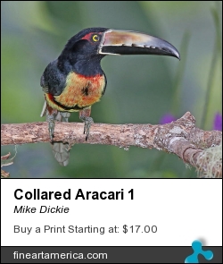 Collared Aracari 1 by Mike Dickie - Photograph