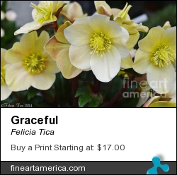 Graceful by Felicia Tica - Photograph - Photo