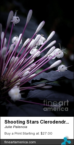 Shooting Stars Clerodendron by Julie Palencia - Photograph - Photography