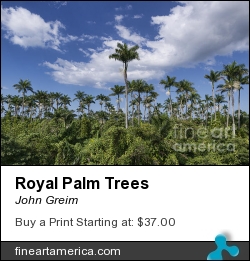 Royal Palm Trees by John Greim - Photograph - Photography