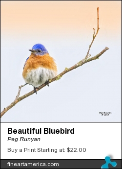 Beautiful Bluebird by Peg Runyan - Photograph