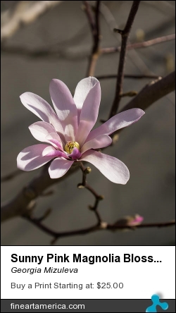 Sunny Pink Magnolia Blossom by Georgia Mizuleva - Photograph - Fine Art Photograph