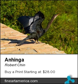 Anhinga by Robert Chin - Photograph - Photographs