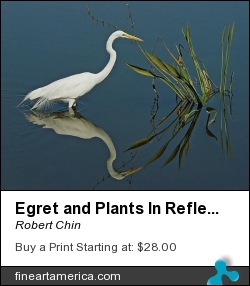 Egret And Plants In Reflection by Robert Chin - Photograph - Photographs