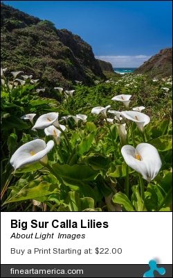 Big Sur Calla Lilies by About Light  Images - Photograph