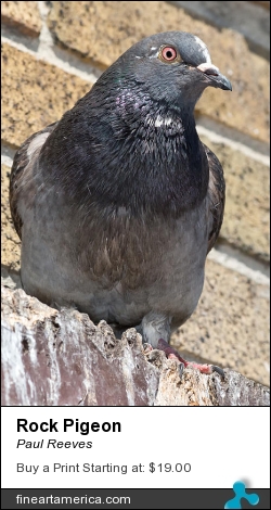 Rock Pigeon by Paul Reeves - Photograph